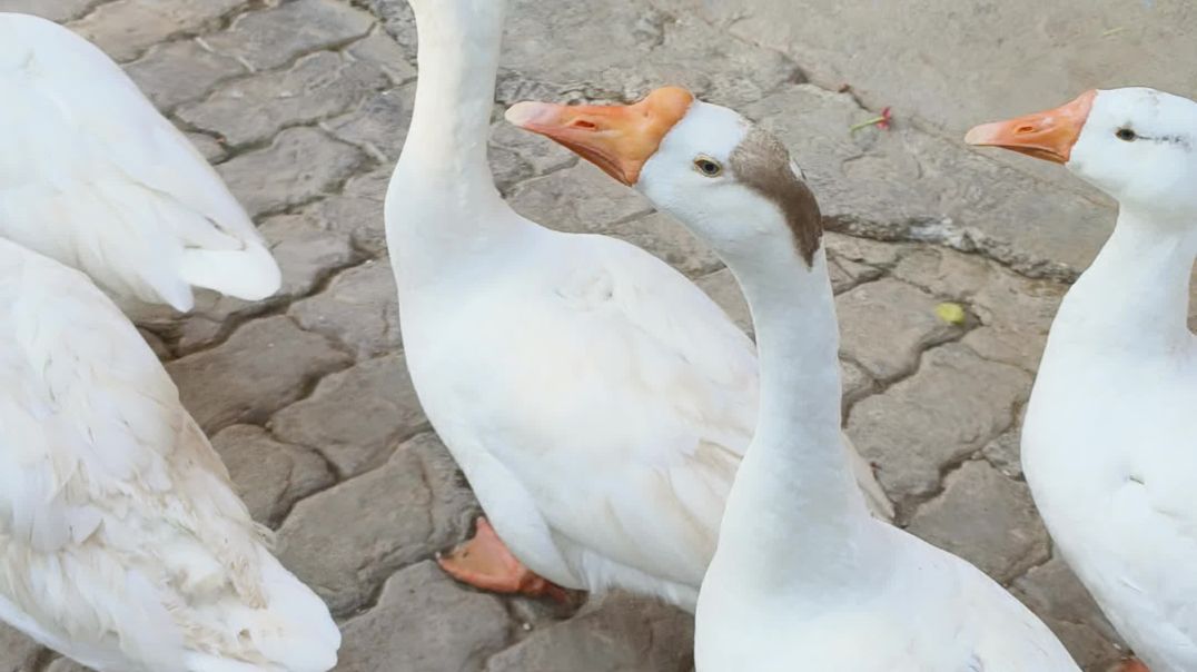 video_20251209_154304