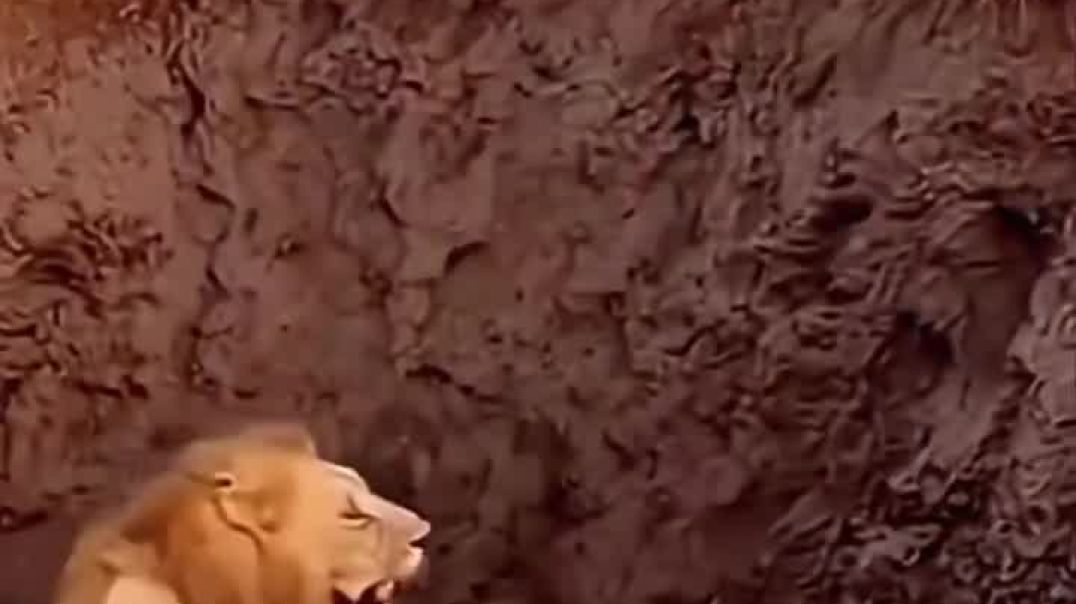 ⁣Game9835 #song #bhojpuri #sad #love #tseries #khesarilalyadavsad namaste namaste rsdffffrr Dgdgwtt6 