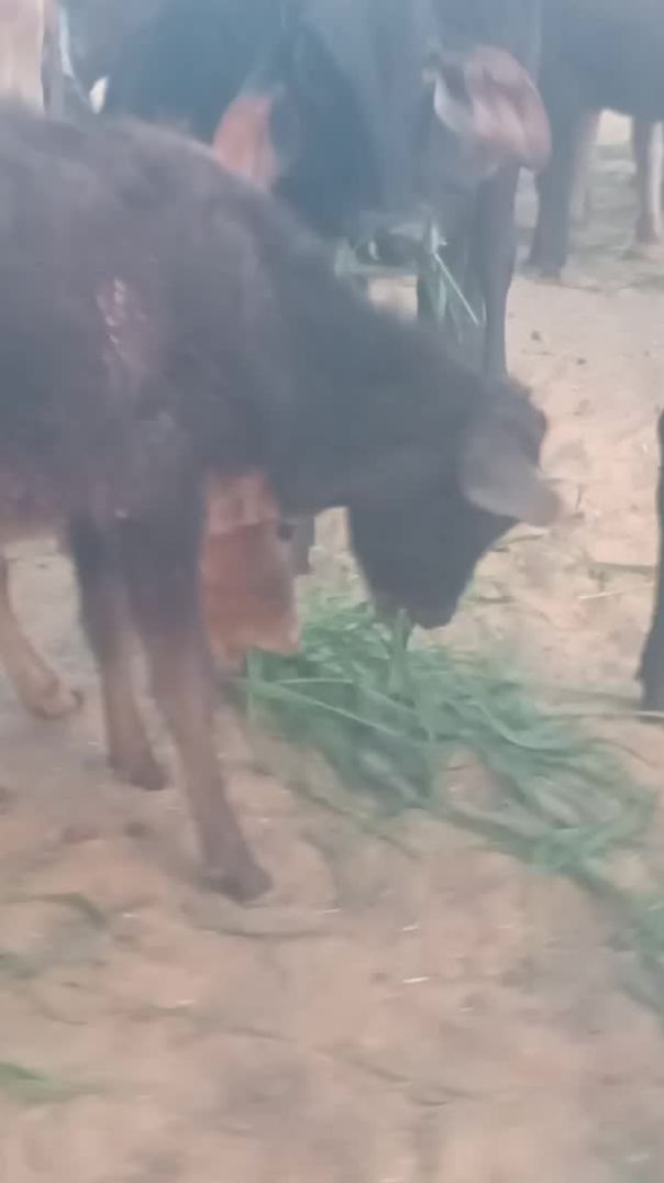 गो सेवा बलोक विडियो