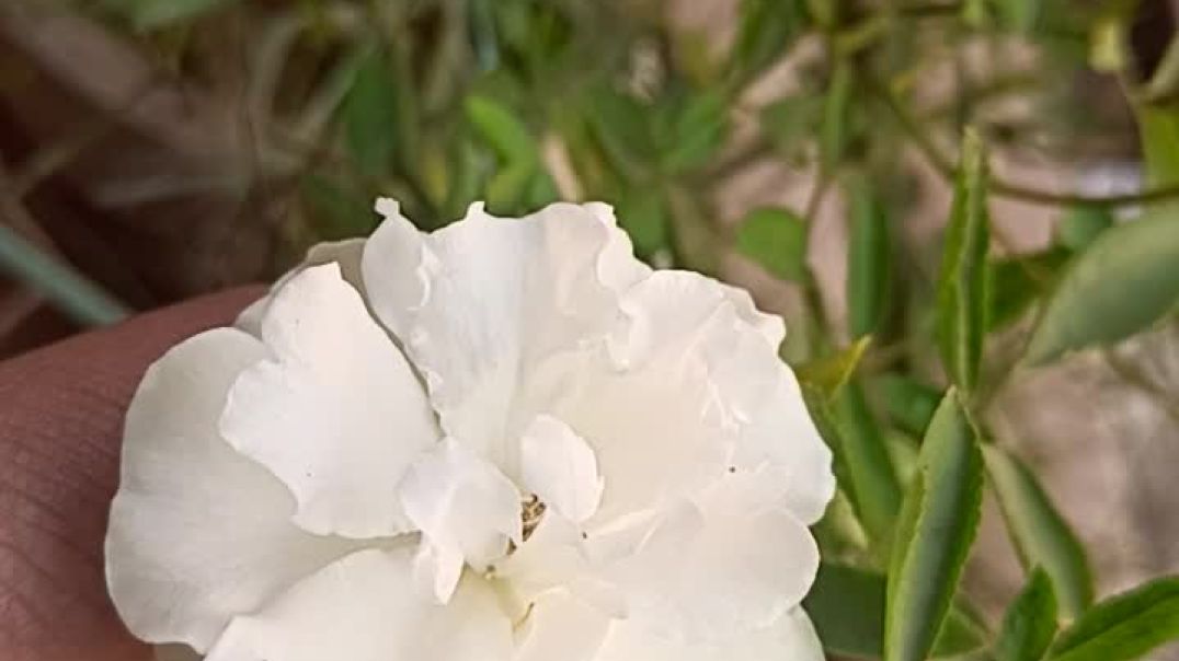 ⁣White rose plant #roseplantcaretips #whiteroseplant #gardning #garden #tarrace garden