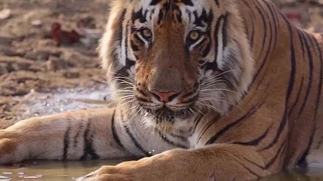 A_male_tiger_s_stare_is_intimidating_and_exciting_at_the_same_time