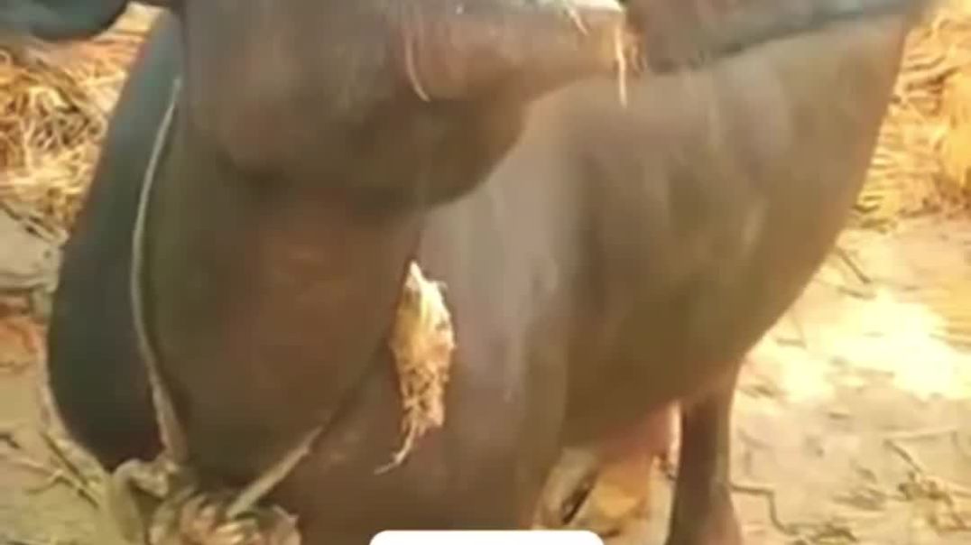 ⁣New comady video viral