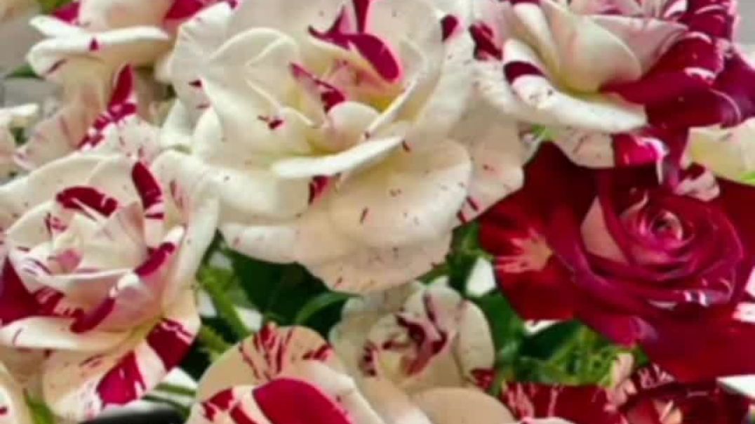 ⁣Beautiful Flowers #trending