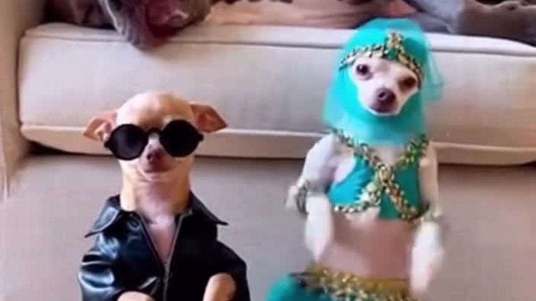 ⁣Cat dancing funny video 😂😂