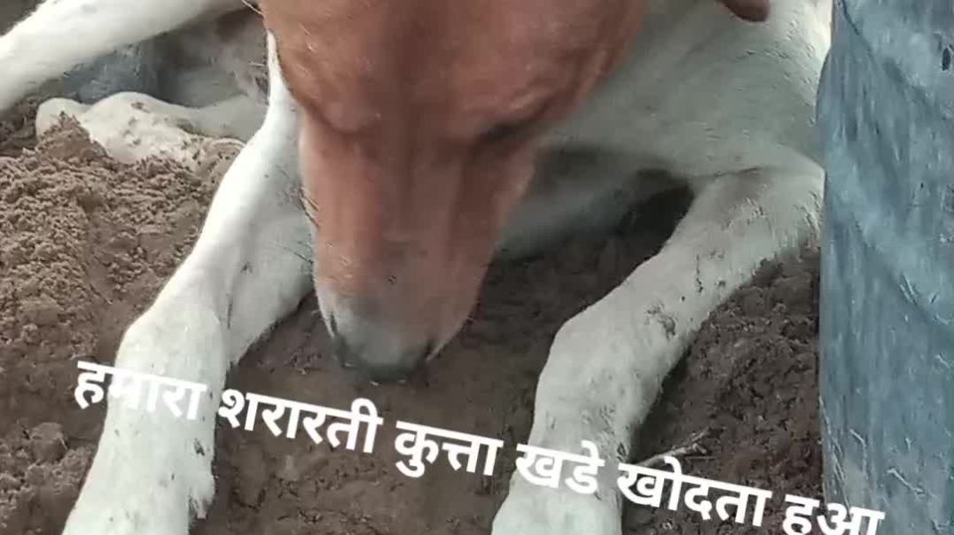 ⁣Our cute doggi