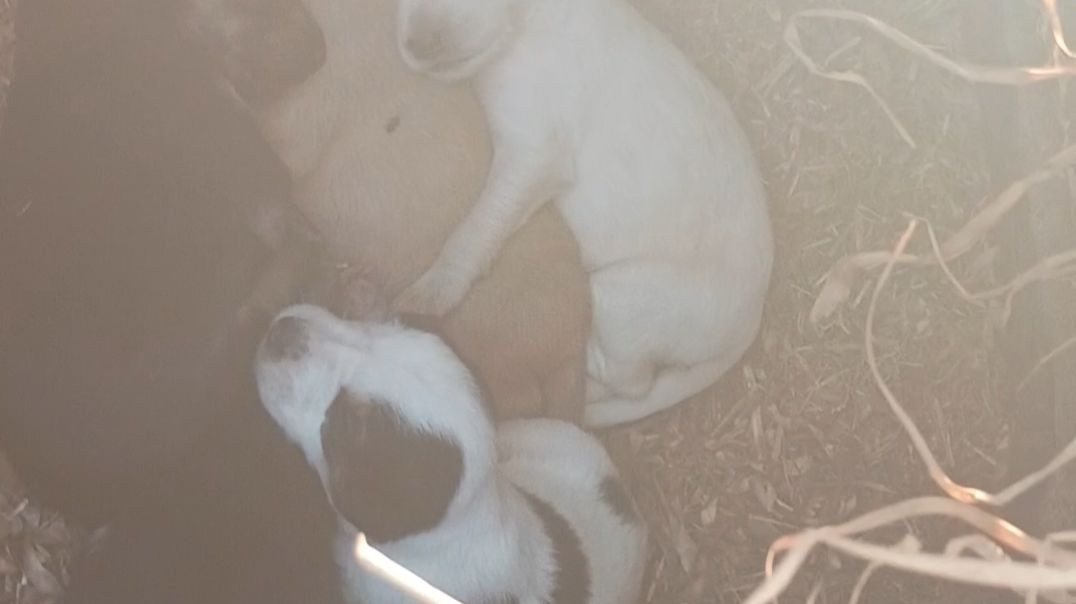 VID_20251208_081600066