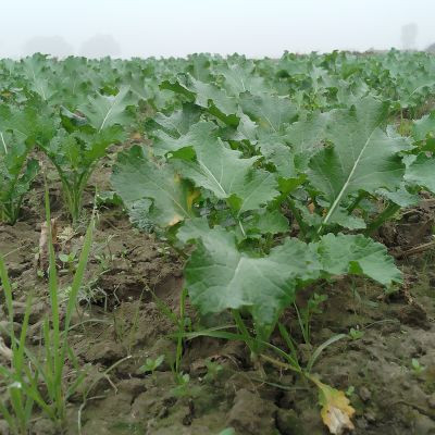 Harishchand Harishchand