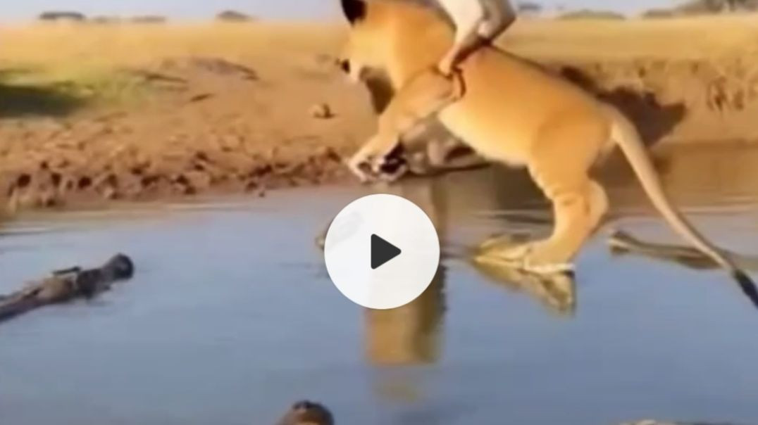 ⁣जानवरों की दुनियाँ