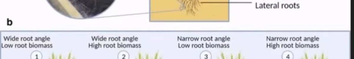 RVSAGRICULTURE11