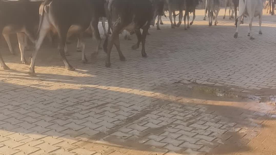 video_20251209_083428