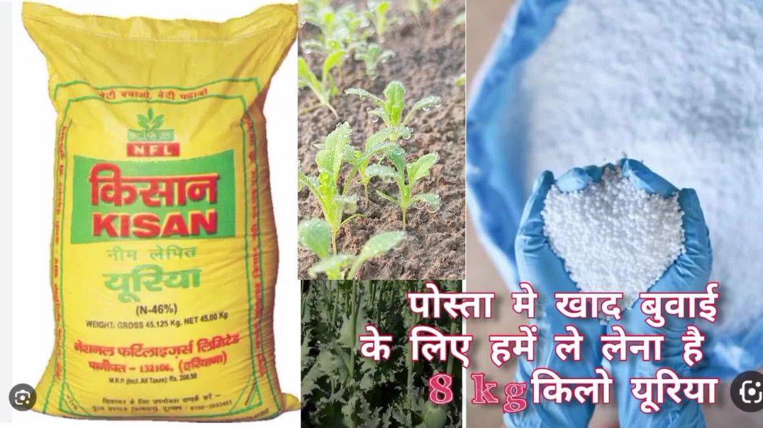 ⁣पोस्ता या अफीम की सिंचाई कब करें और कितनी मात्रा में खाद ड(1080P_