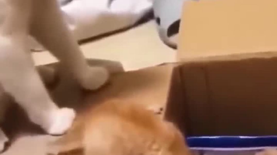 ⁣Funniest_Cats_and_Dogs_🐶🐱___Funny_Animal_Videos_#9(720p)