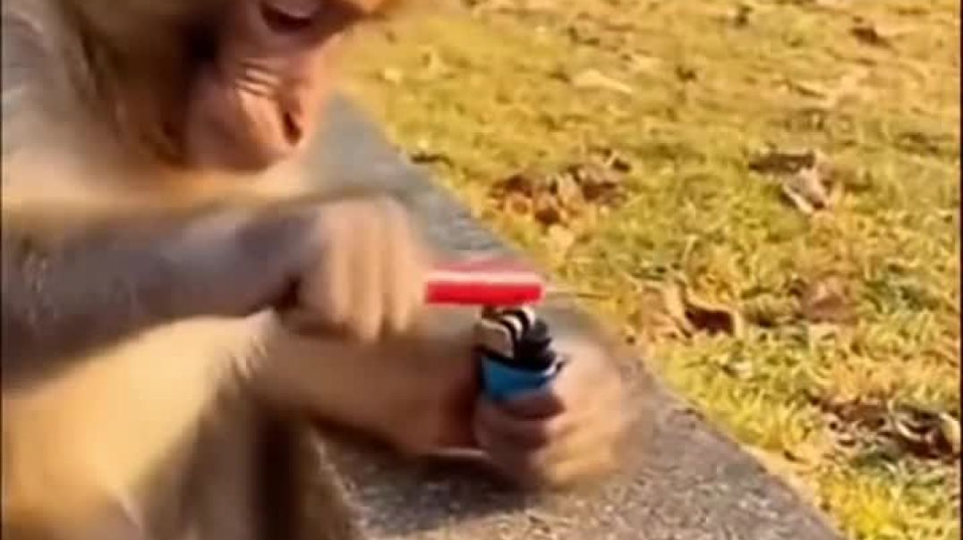 ⁣Funny monkey 🐒