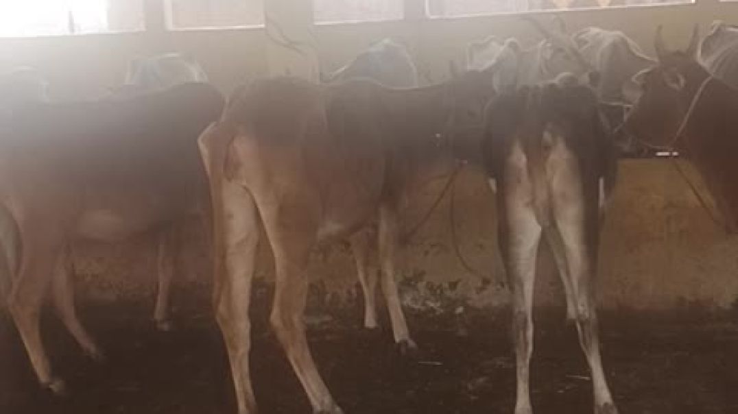 video_20251102_104953