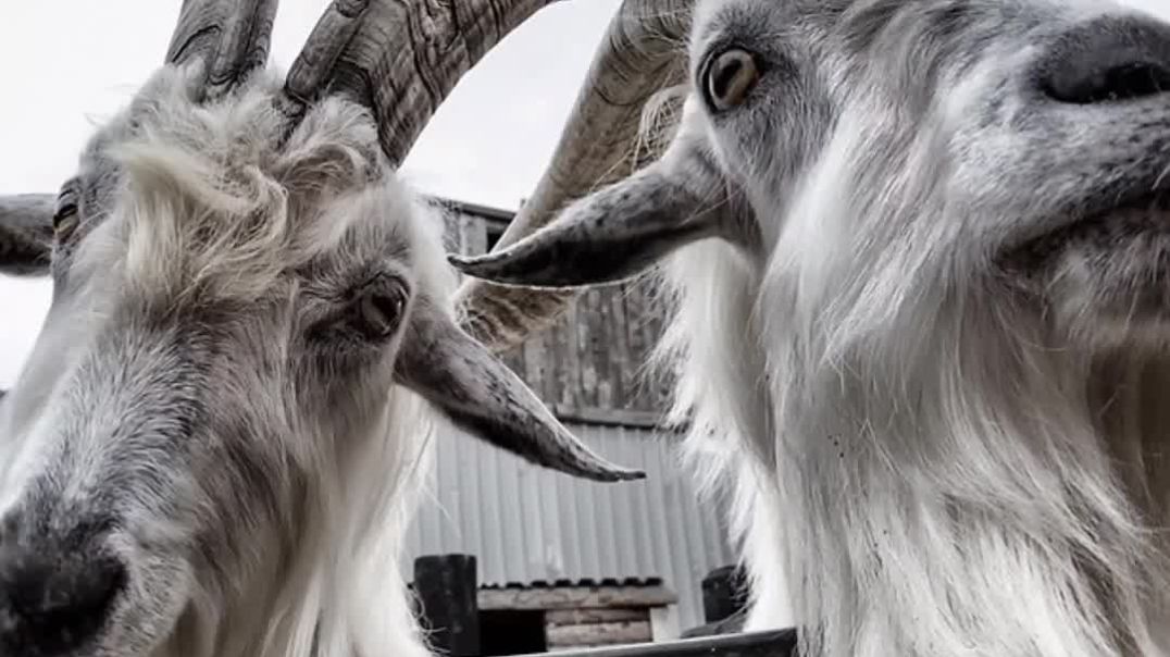 ⁣Skinwalkers_disguised_as_animals_☠️😱_#scary_#ytshorts_#shortsfeed(1080p)