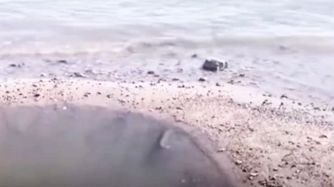 ⁣Fish 🐠🐋🐟 life👍