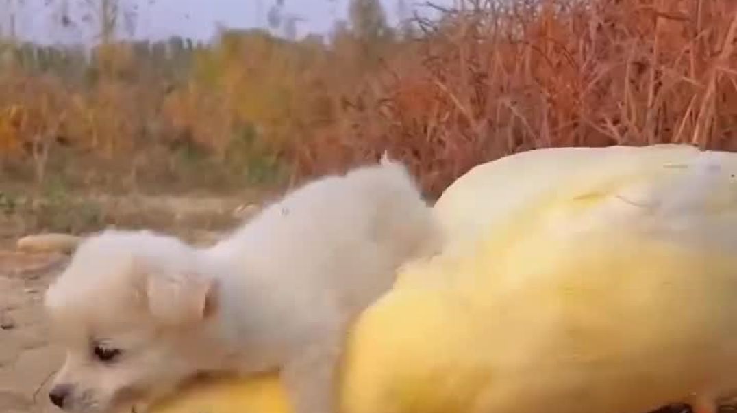 ⁣Cute dog and duck friendship#cute#funnye#babydog#