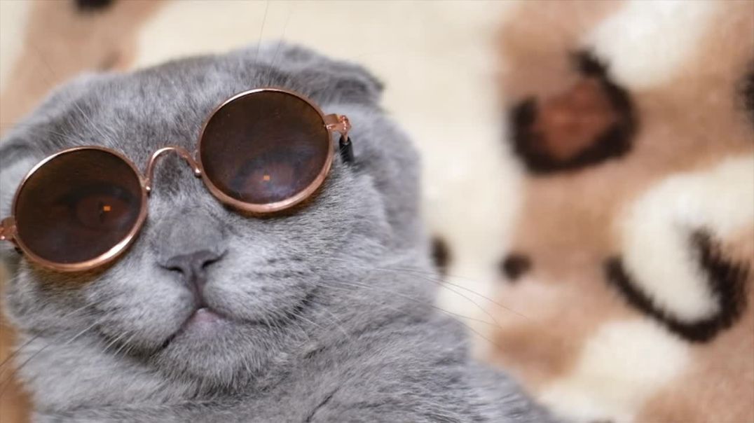⁣What do cute cat glasses look like?