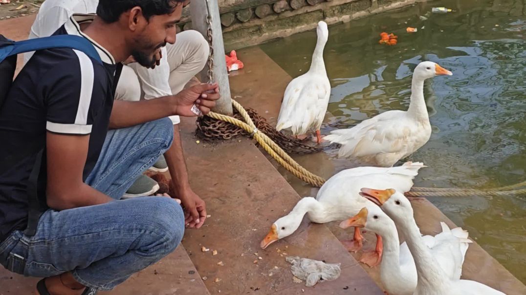 ⁣बतख को दाना खिलाया और डर भी लगा 😱