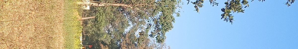 sarojvolog sarojvolog