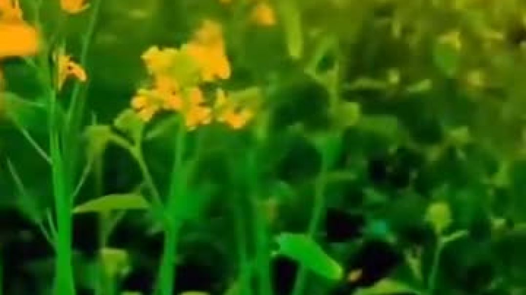 FB_VID_198866087994614228