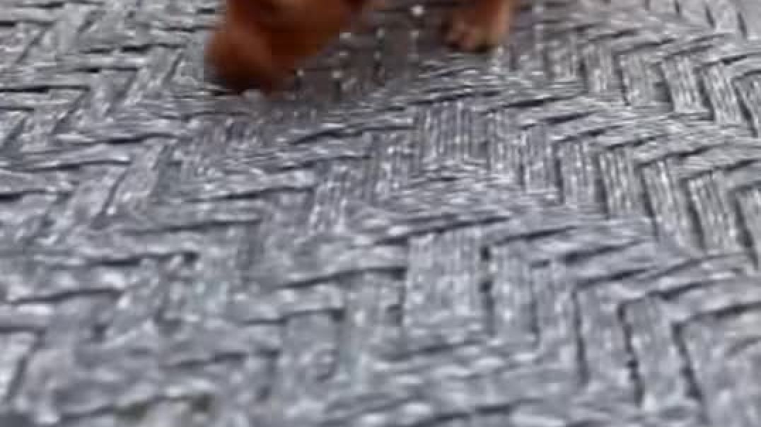 kya ho gya 😢😢 #pitbulldog  #gameskhelkarpaisekai #bullybreed  #americanbully