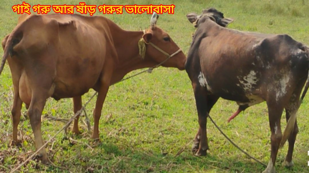 ⁣Cows & Ox Moments Video #RajuDa#ApnaTuve