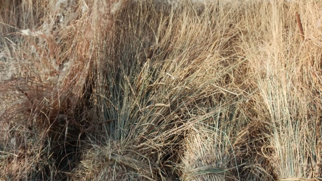 ⁣मन तो ये कालिया पाइप ले बैठया 🤣🤣🤣🤣