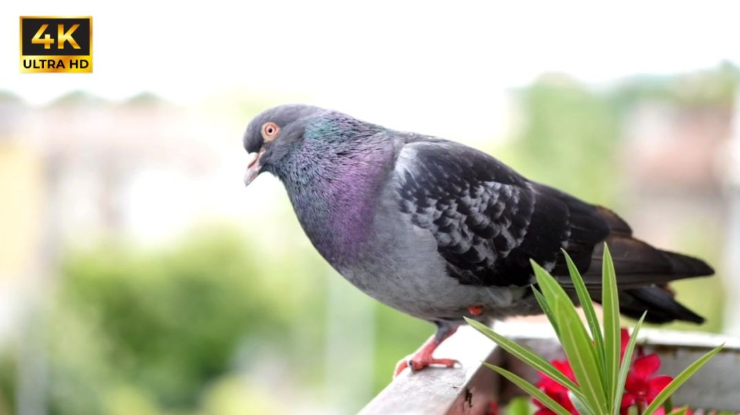 ⁣Beautiful Bird and 🦋 Insect wildlife 4k Ultra Video