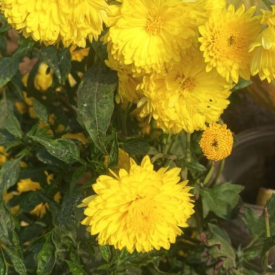 105616251922037876483 