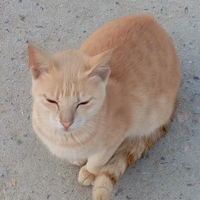 106461094506937358976