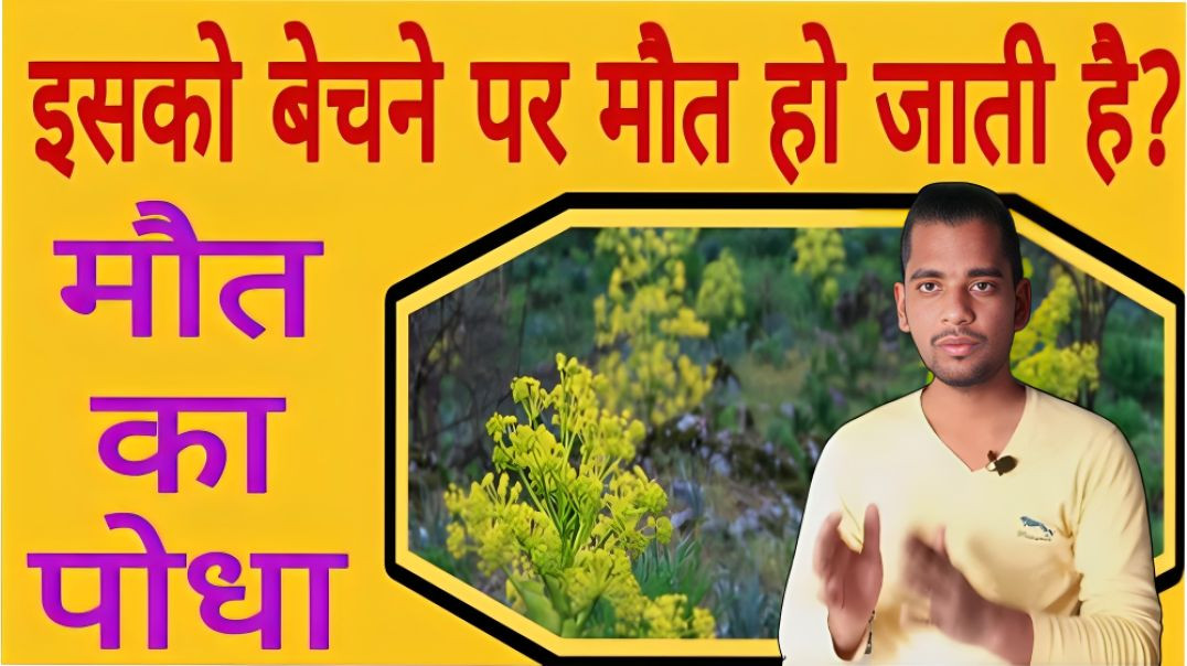 ⁣हींग के बीज का बीज से मौत का कारण कैसे है | heeng ke beej mot ka Karn kaise hai| AC Prashant