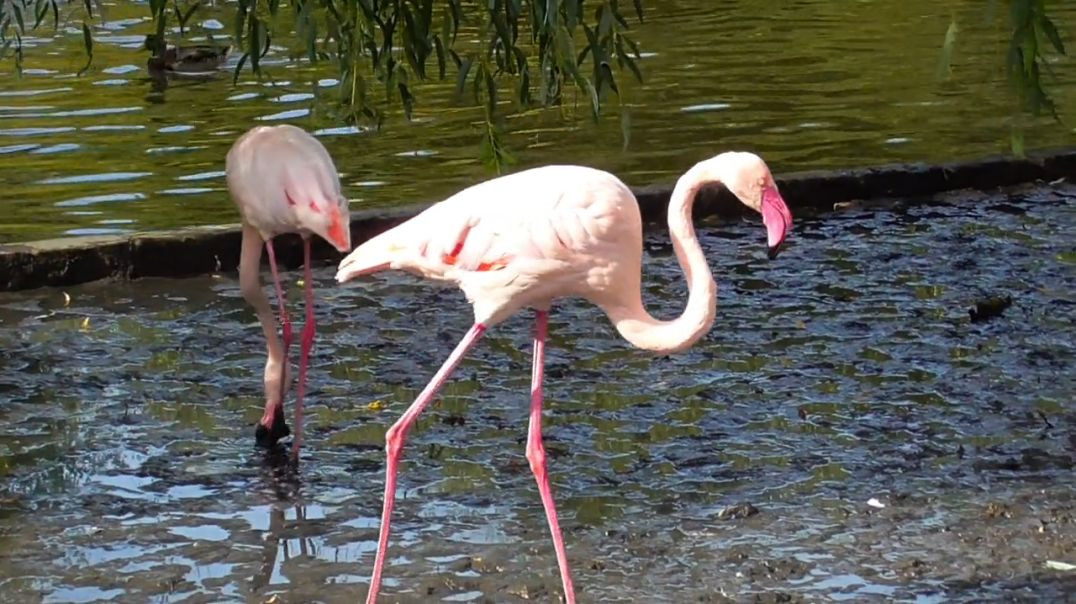 ⁣Flamingo Beautiful Bird 4k Ultra Video