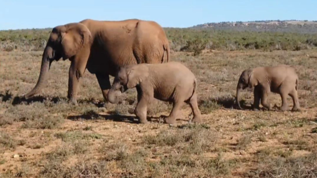 Elephant family members #RajuDa#petsanimal # wildlifelove