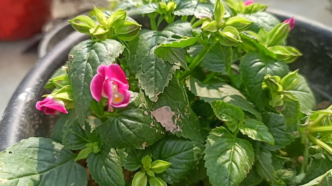 ⁣Gardening Gardening tips #trending #viral #garden #tarracegarden