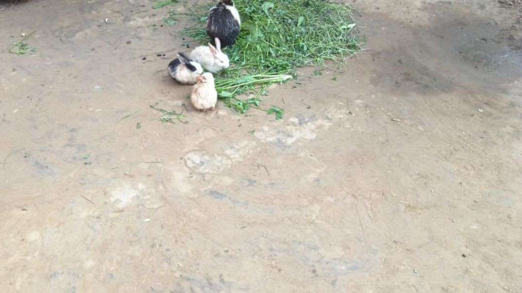 ⁣VID-20251205-WA0001