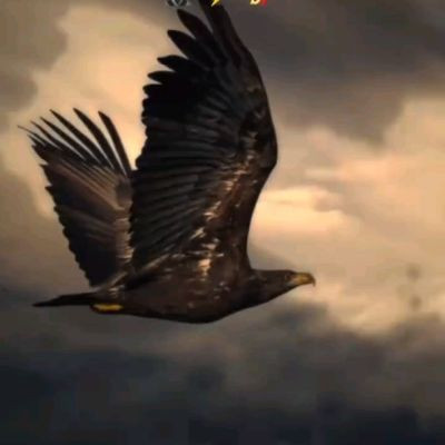 110066852110323844759