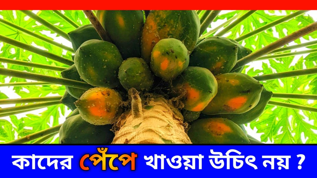 ⁣পেঁপে কাদের খাওয়া উচিৎ নয় ? || পেঁপে কারা খাবেন না ? || Update Everyday