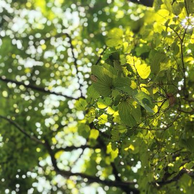 102933929595512911494 