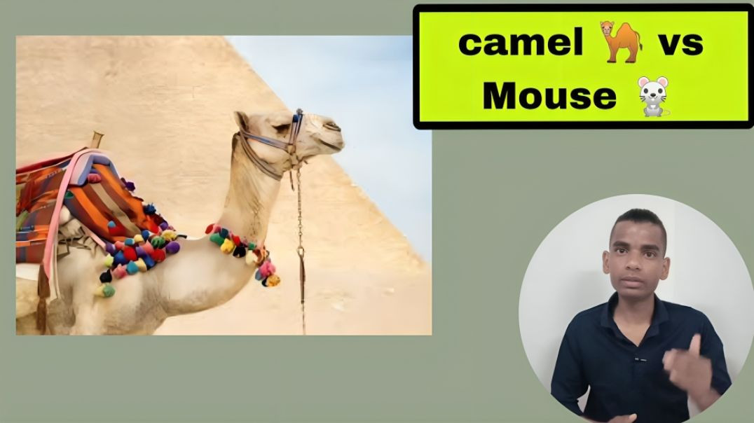 ⁣camel vs mouse in desser 🐁 vs 🐪 fact by ac prashant