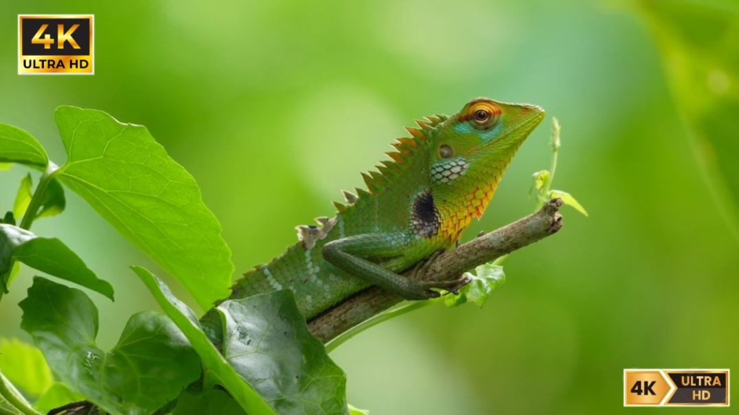 ⁣Beautiful Bird and 🦋 Insect 4k Ultra Video