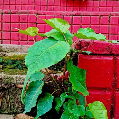 111287736293866129623 