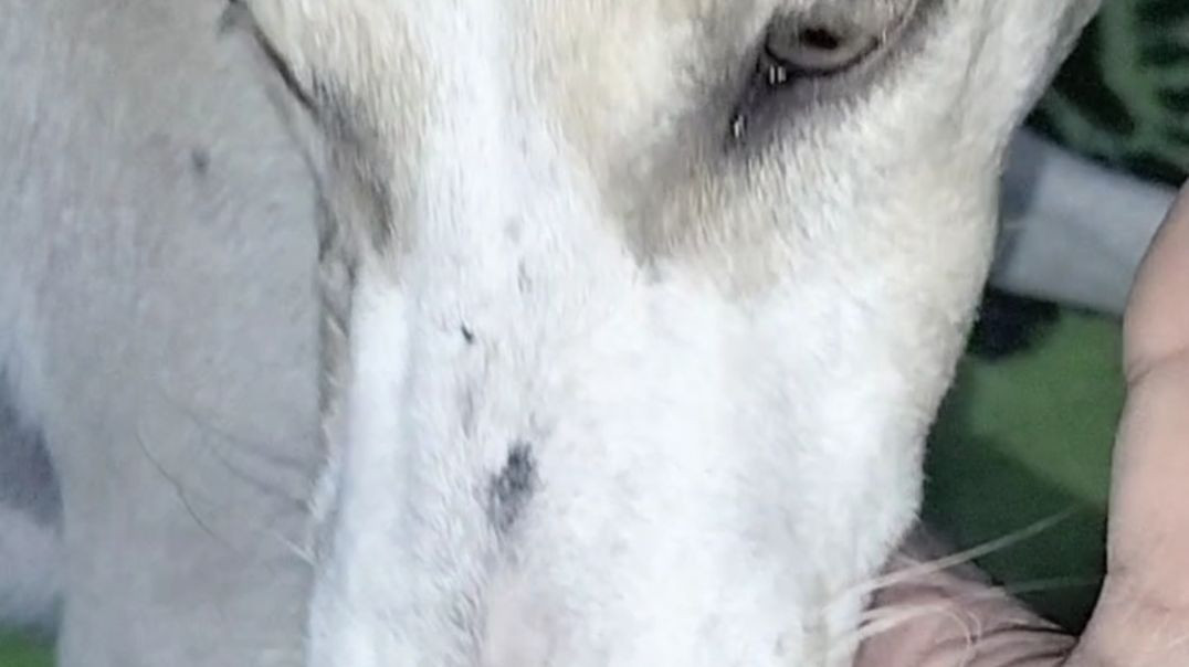 ⁣Cute Dog Funny Video 😂🐕1125162723