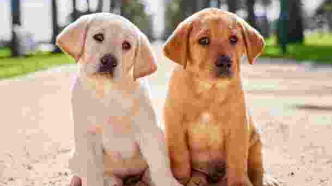 ⁣Ik bandar he jo paani