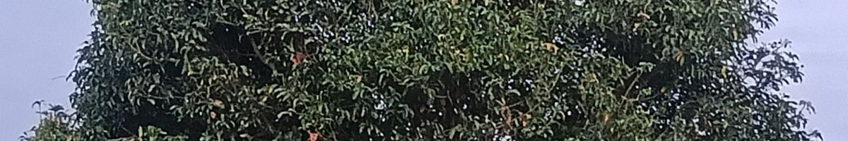 111287736293866129623 