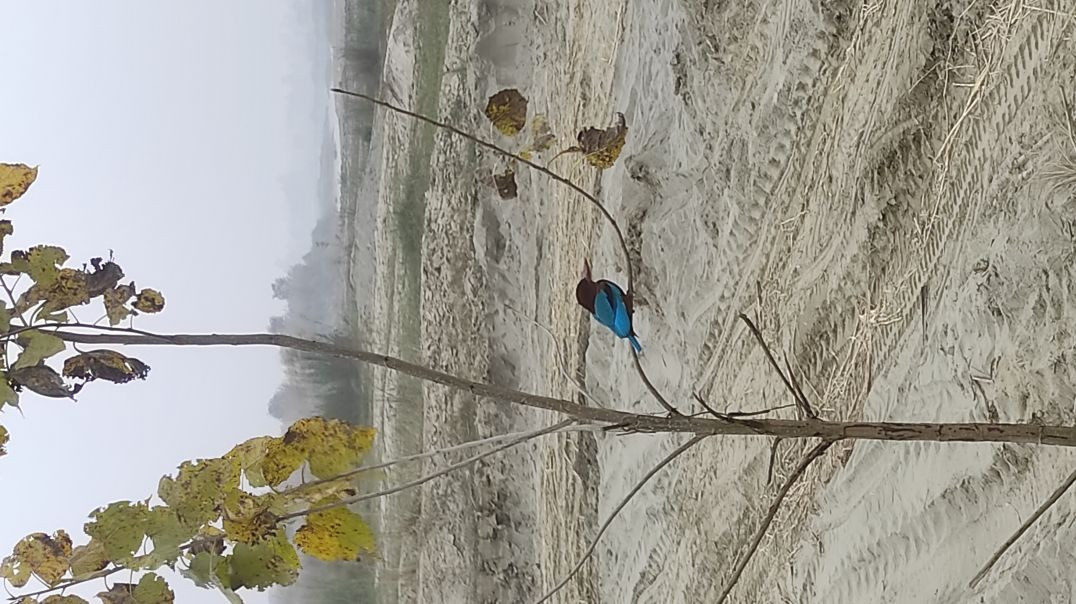 VID_20251222_053226_048_bsl