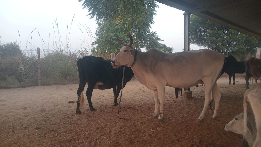 गो सेवा बलोक विडियो