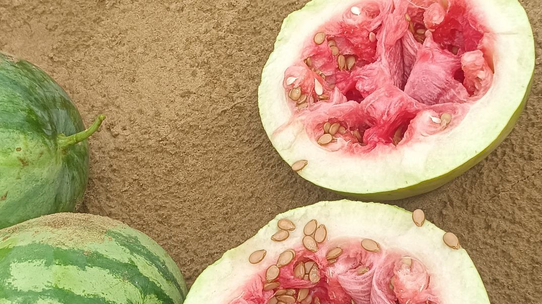 ⁣म्हारो प्यारो राजस्थान 😍