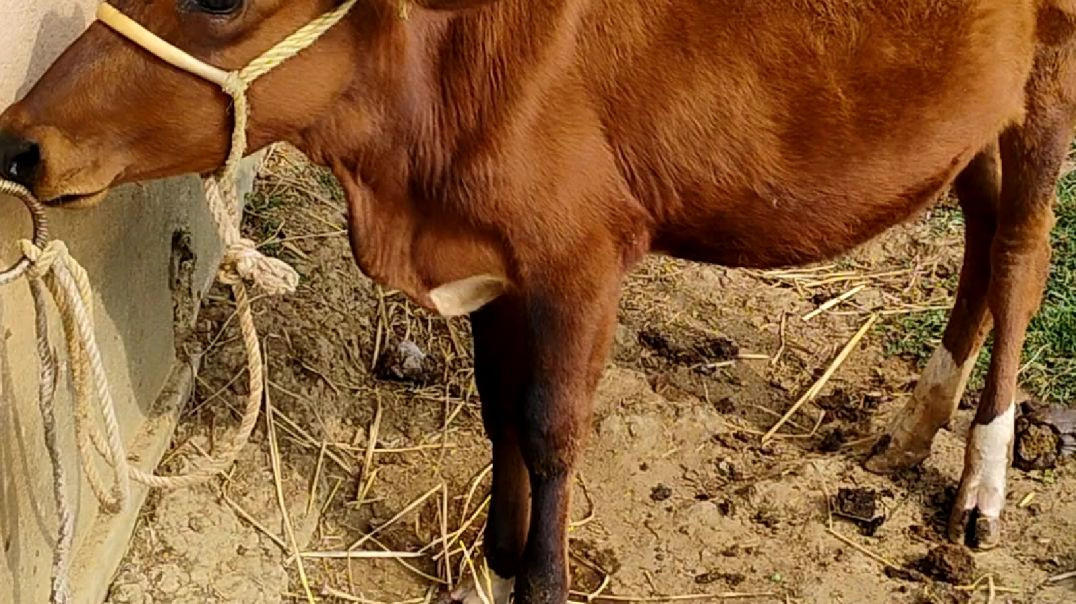 ⁣Cow moments video #cows#animals#RajuDa