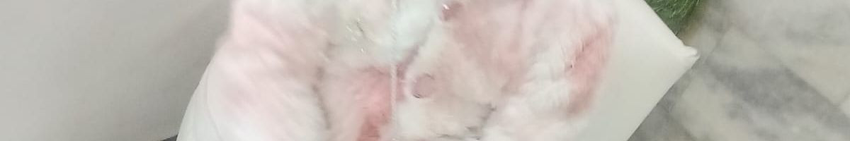 KID-SERIES KID-SERIES